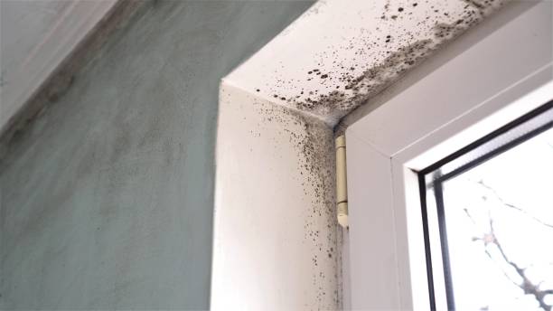 Best Toxic Mold Removal  in Salida, CA