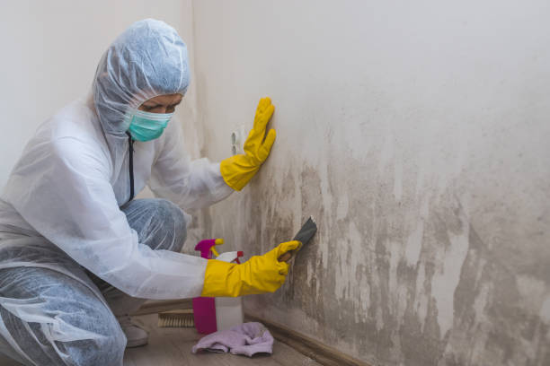 Mold Removal and Inspection in Salida, CA