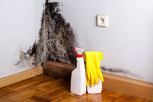 Best Affordable Mold Removal  in Salida, CA