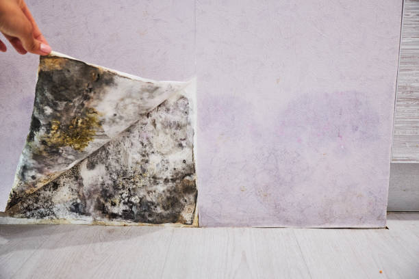 Best Same-Day Mold Removal  in Salida, CA